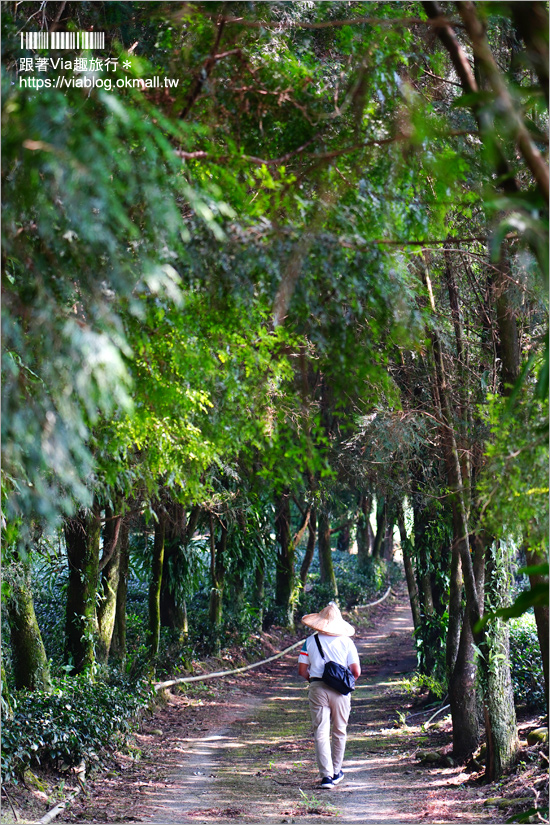 南投景點一日遊》竹山秘境小旅行～茶博廣告拍攝地的隱藏版茶園＋探訪私房瀑布吊橋美景趣！