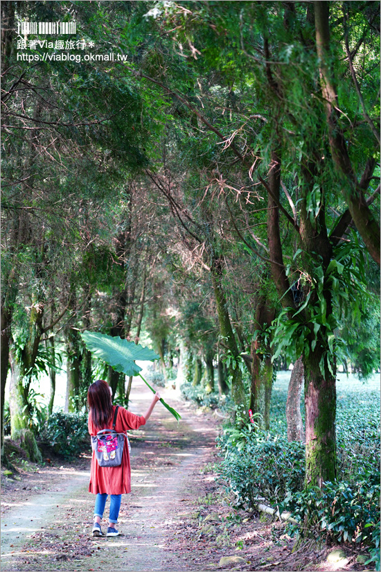 南投景點一日遊》竹山秘境小旅行～茶博廣告拍攝地的隱藏版茶園＋探訪私房瀑布吊橋美景趣！