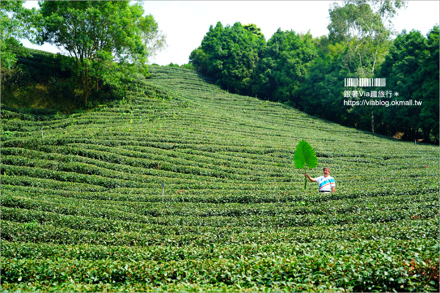 南投景點一日遊》竹山秘境小旅行～茶博廣告拍攝地的隱藏版茶園＋探訪私房瀑布吊橋美景趣！