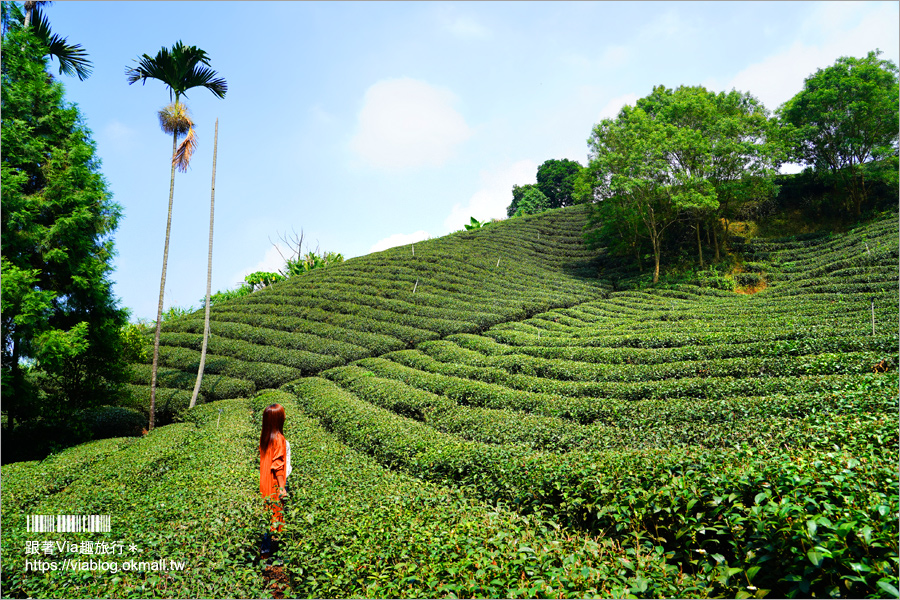 南投景點一日遊》竹山秘境小旅行～茶博廣告拍攝地的隱藏版茶園＋探訪私房瀑布吊橋美景趣！