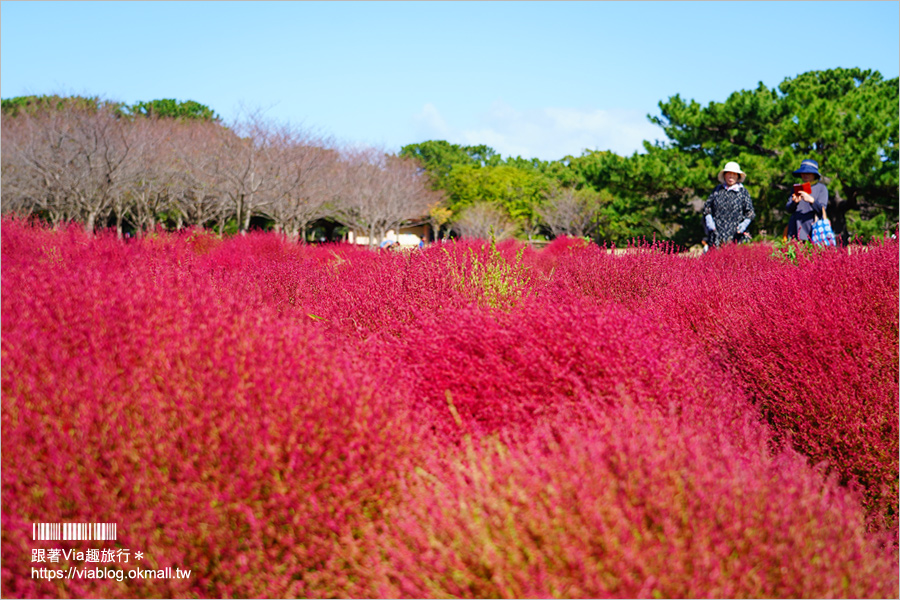 福岡景點》海之中道海濱公園～秋季夢幻波波草來囉！九州掃帚草景點推薦！※親子旅遊推薦景點※