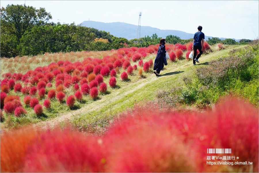 福岡景點》海之中道海濱公園～秋季夢幻波波草來囉！九州掃帚草景點推薦！※親子旅遊推薦景點※