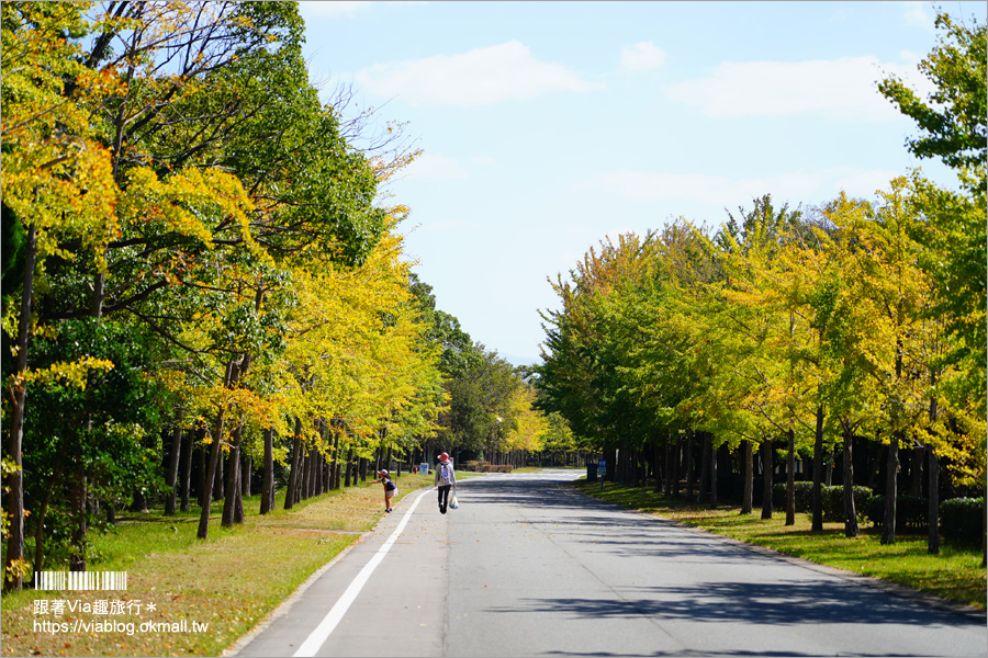 福岡景點》海之中道海濱公園～秋季夢幻波波草來囉！九州掃帚草景點推薦！※親子旅遊推薦景點※