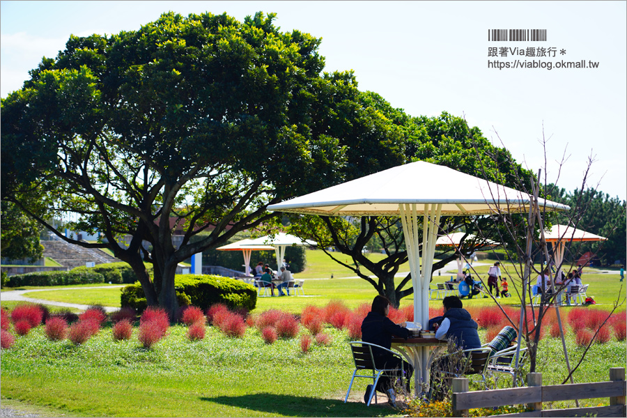 福岡景點》海之中道海濱公園～秋季夢幻波波草來囉！九州掃帚草景點推薦！※親子旅遊推薦景點※