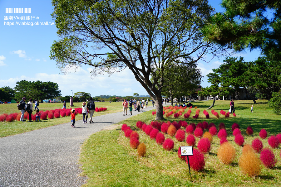 福岡景點》海之中道海濱公園～秋季夢幻波波草來囉！九州掃帚草景點推薦！※親子旅遊推薦景點※