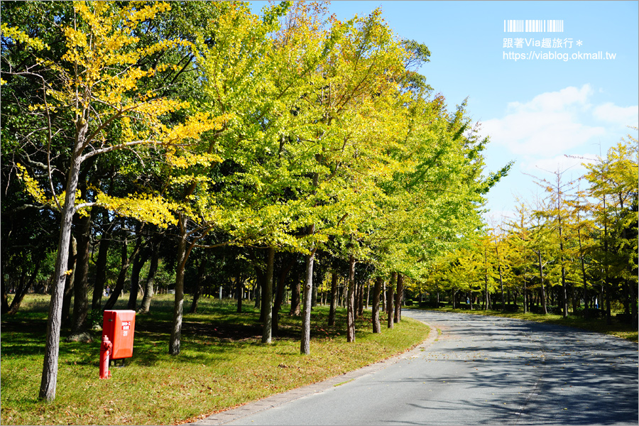 福岡景點》海之中道海濱公園～秋季夢幻波波草來囉！九州掃帚草景點推薦！※親子旅遊推薦景點※