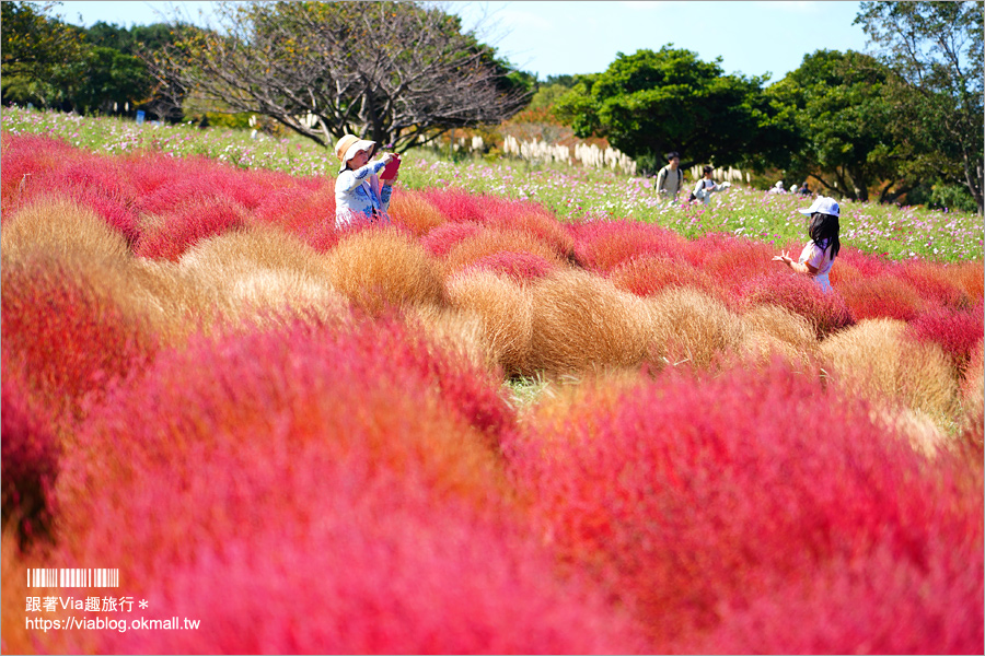 福岡景點》海之中道海濱公園～秋季夢幻波波草來囉！九州掃帚草景點推薦！※親子旅遊推薦景點※