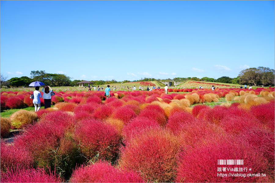 福岡景點》海之中道海濱公園～秋季夢幻波波草來囉！九州掃帚草景點推薦！※親子旅遊推薦景點※