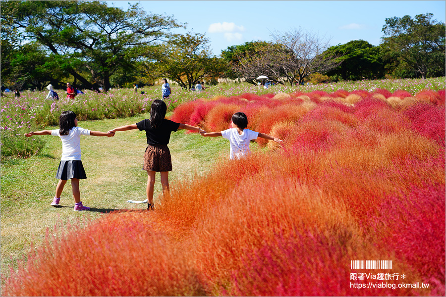 福岡景點》海之中道海濱公園～秋季夢幻波波草來囉！九州掃帚草景點推薦！※親子旅遊推薦景點※