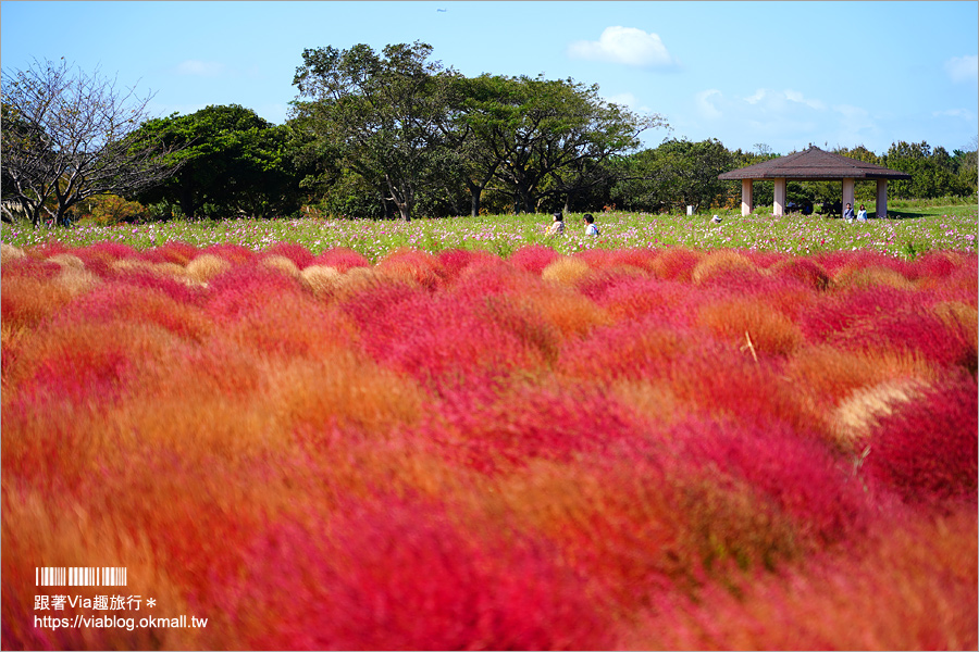 福岡景點》海之中道海濱公園～秋季夢幻波波草來囉！九州掃帚草景點推薦！※親子旅遊推薦景點※