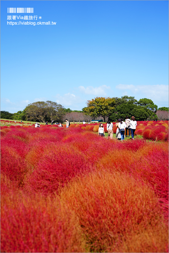 福岡景點》海之中道海濱公園～秋季夢幻波波草來囉！九州掃帚草景點推薦！※親子旅遊推薦景點※