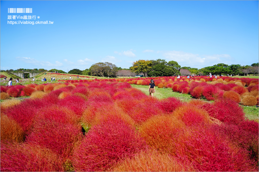 福岡景點》海之中道海濱公園～秋季夢幻波波草來囉！九州掃帚草景點推薦！※親子旅遊推薦景點※