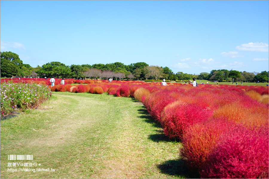 福岡景點》海之中道海濱公園～秋季夢幻波波草來囉！九州掃帚草景點推薦！※親子旅遊推薦景點※