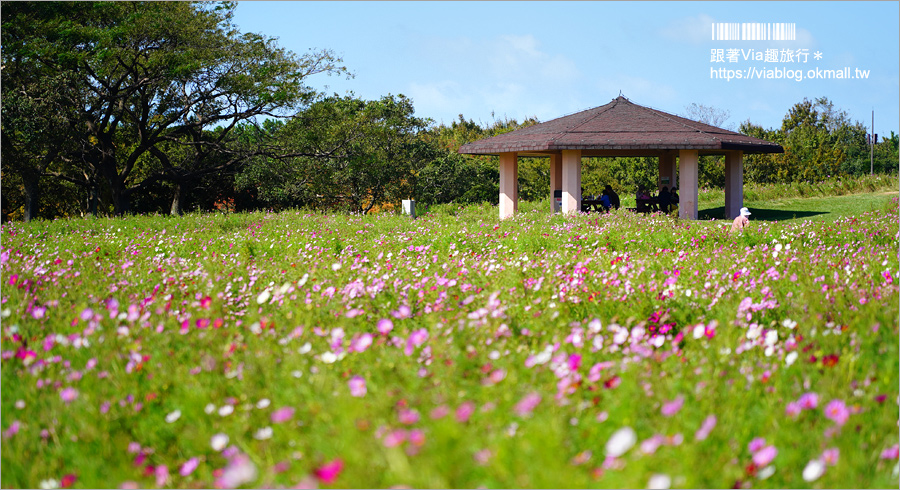 福岡景點》海之中道海濱公園～秋季夢幻波波草來囉！九州掃帚草景點推薦！※親子旅遊推薦景點※