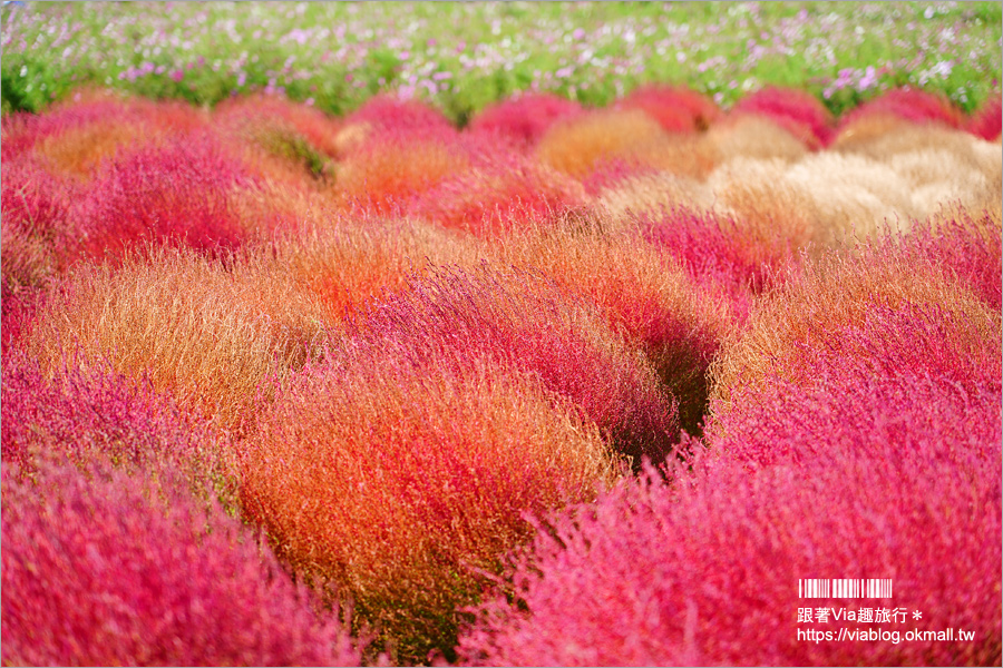 福岡景點》海之中道海濱公園～秋季夢幻波波草來囉！九州掃帚草景點推薦！※親子旅遊推薦景點※