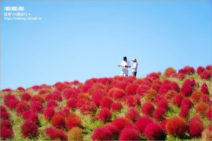 福岡景點》海之中道海濱公園～秋季夢幻波波草來囉！九州掃帚草景點推薦！※親子旅遊推薦景點※