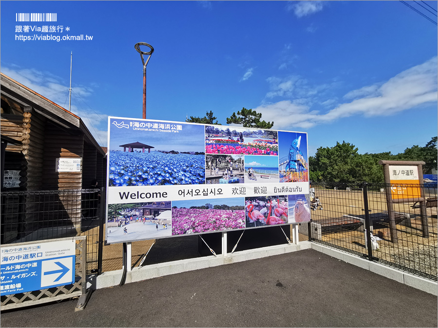 福岡景點》海之中道海濱公園～秋季夢幻波波草來囉！九州掃帚草景點推薦！※親子旅遊推薦景點※