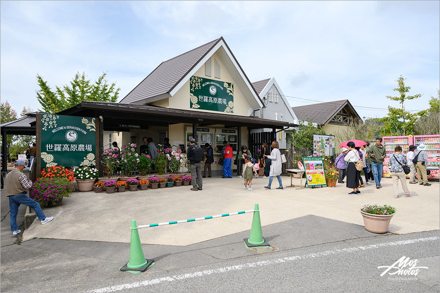 廣島旅行》微風輕旅行X空氣感寫真，沉醉在「世羅高原」迷幻的空氣氛圍～透明小清新，療癒好舒心！