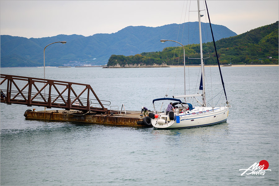 廣島大久野島》必去超萌兔子島～最療癒的小島，萌呆可愛的兔樂園，成群萌兔信徒跟著你～