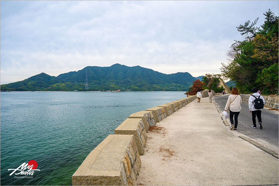 廣島大久野島》必去超萌兔子島～最療癒的小島，萌呆可愛的兔樂園，成群萌兔信徒跟著你～