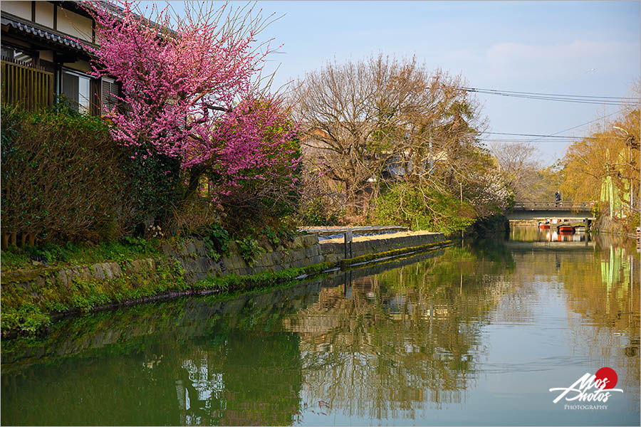 九州福岡懶人包》福岡近郊三天兩夜旅行～第一天：水鄉澤國柳川遊船／女兒節／大川風浪宮例大祭／採草莓，多元行程全攻略！