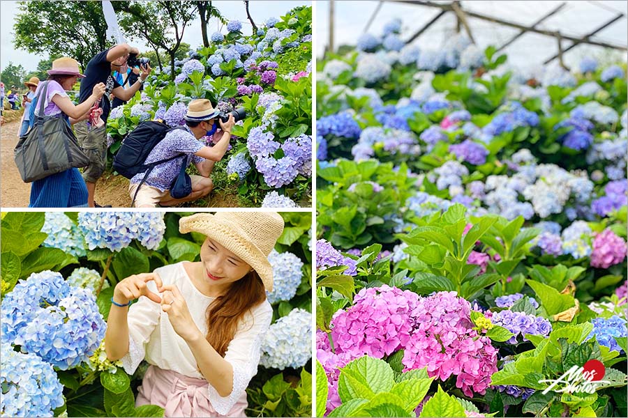 新北繡球花景點》高家繡球花田～新北萬里賞花新亮點！夏季專屬限定花卉大盛開，絢麗浪漫繡球花美炸了！