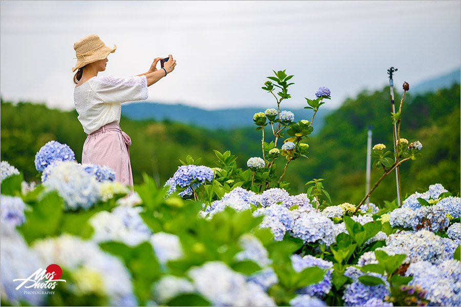 新北繡球花景點》高家繡球花田～新北萬里賞花新亮點！夏季專屬限定花卉大盛開，絢麗浪漫繡球花美炸了！