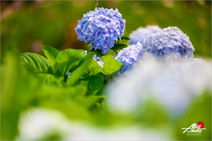 新北繡球花景點》高家繡球花田～新北萬里賞花新亮點！夏季專屬限定花卉大盛開，絢麗浪漫繡球花美炸了！