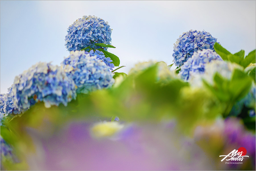 新北繡球花景點》高家繡球花田～新北萬里賞花新亮點！夏季專屬限定花卉大盛開，絢麗浪漫繡球花美炸了！