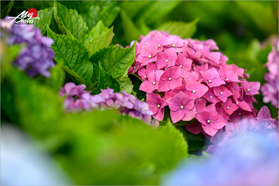 新北繡球花景點》高家繡球花田～新北萬里賞花新亮點！夏季專屬限定花卉大盛開，絢麗浪漫繡球花美炸了！