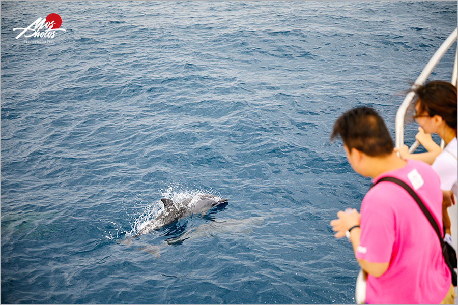 宜蘭龜山島》頭城龜山島半日遊～登島、繞島、追鯨豚，體驗自然生態與歷史巡禮，新鮮有趣又好玩～～