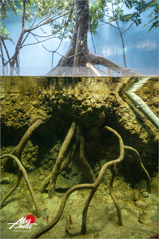 桃園Xpark水族館》青埔八景島水族館 Xpark都會型水生公園～2020年8月7日隆重開幕，亮點搶先看！！