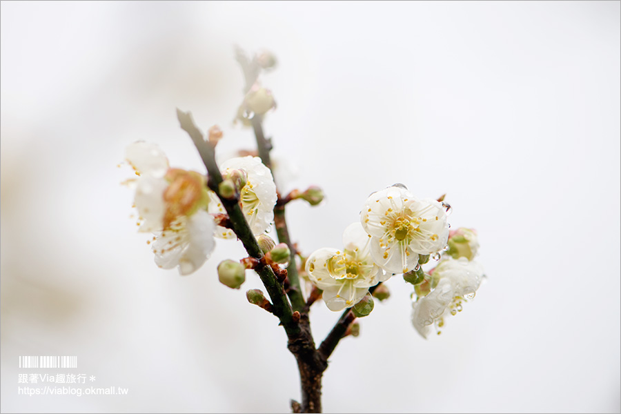 南投梅花》2021外坪頂翁氏梅家莊–翁家梅園仙境版，賞梅秘境綻放千萬朵，仙氣美照等你來追梅！