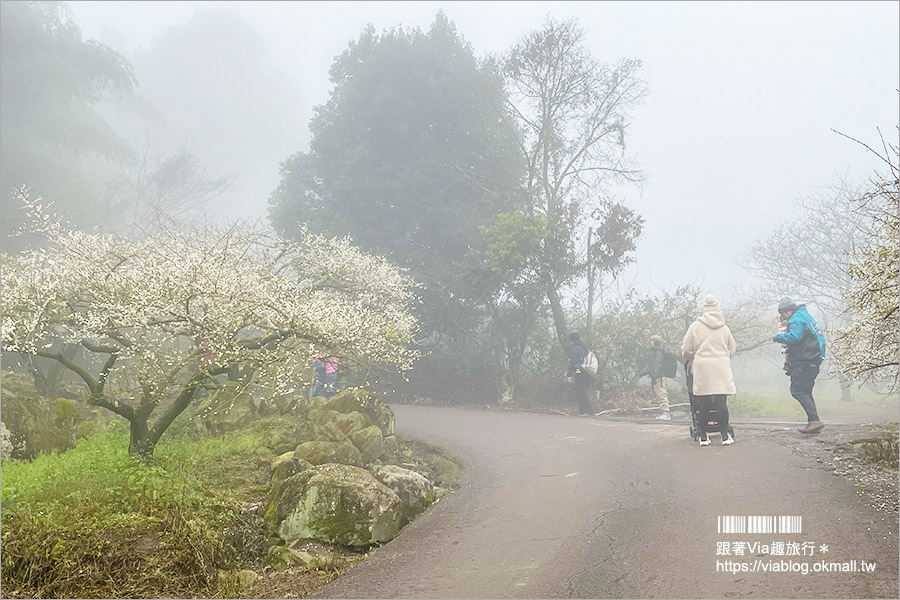 南投梅花》2021外坪頂翁氏梅家莊–翁家梅園仙境版，賞梅秘境綻放千萬朵，仙氣美照等你來追梅！