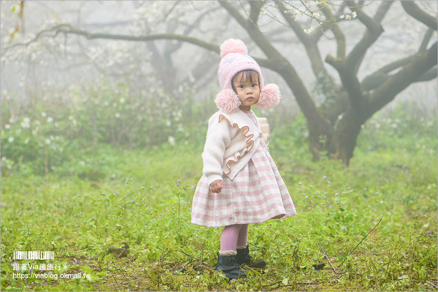 南投梅花》2021外坪頂翁氏梅家莊–翁家梅園仙境版，賞梅秘境綻放千萬朵，仙氣美照等你來追梅！