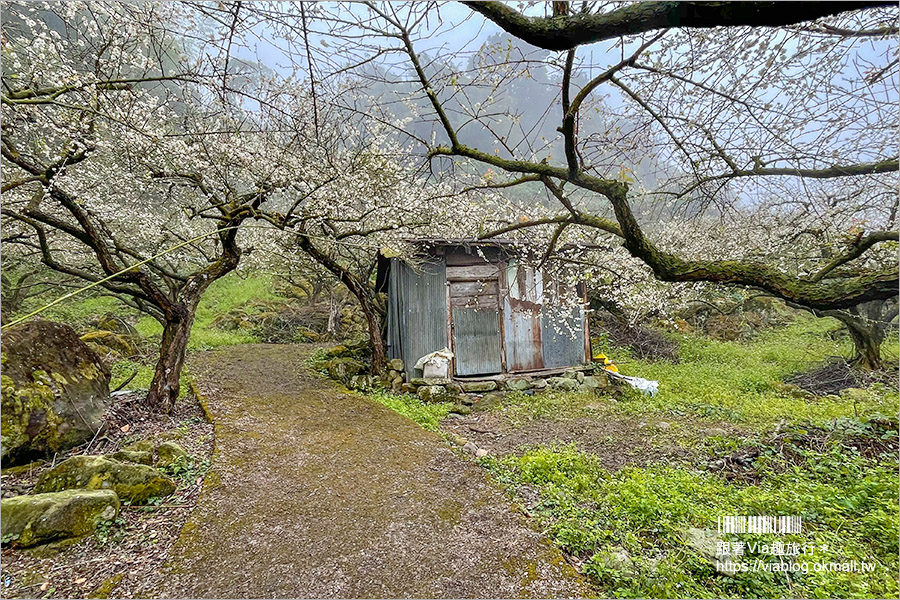 南投梅花》2021外坪頂翁氏梅家莊–翁家梅園仙境版，賞梅秘境綻放千萬朵，仙氣美照等你來追梅！