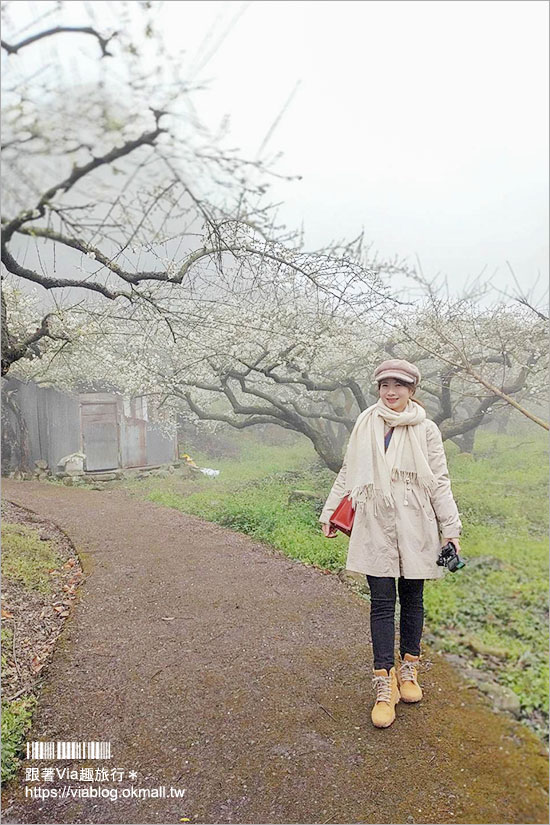 南投梅花》2021外坪頂翁氏梅家莊–翁家梅園仙境版，賞梅秘境綻放千萬朵，仙氣美照等你來追梅！