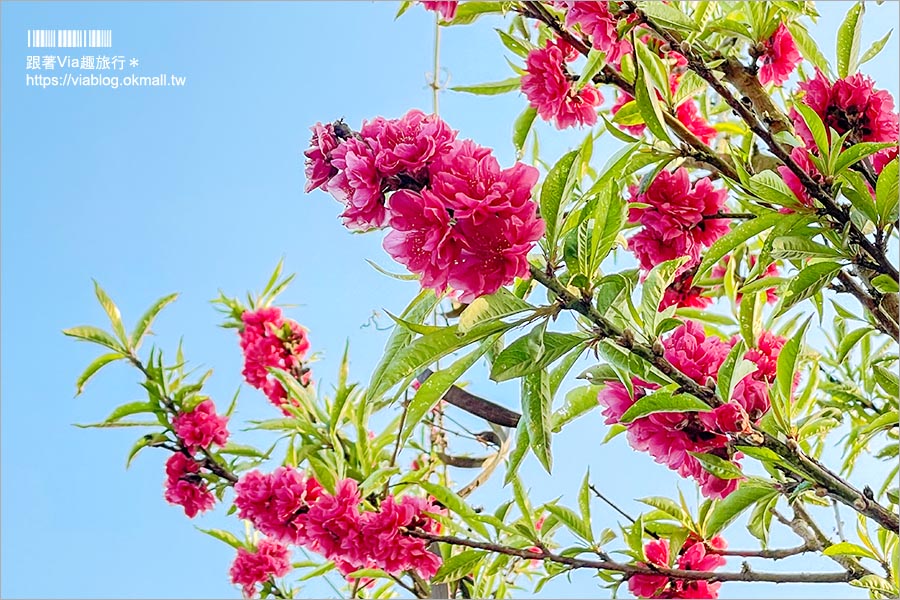 苗栗大湖採草莓》馬那邦山·秀麗農莊～採草莓賞櫻花，私房秘境景點，春季嬉遊趣！