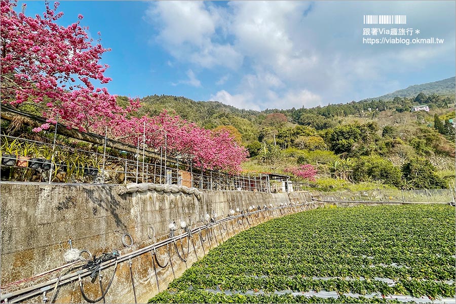 苗栗大湖採草莓》馬那邦山·秀麗農莊～採草莓賞櫻花，私房秘境景點，春季嬉遊趣！