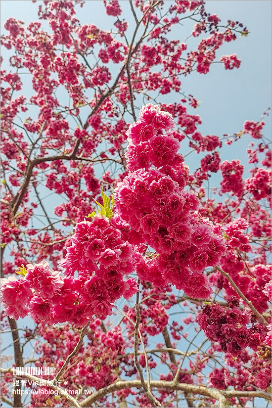 苗栗大湖採草莓》馬那邦山·秀麗農莊～採草莓賞櫻花，私房秘境景點，春季嬉遊趣！