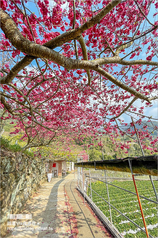 苗栗大湖採草莓》馬那邦山·秀麗農莊～採草莓賞櫻花，私房秘境景點，春季嬉遊趣！