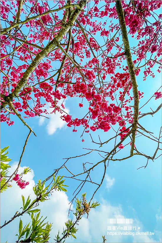 苗栗大湖採草莓》馬那邦山·秀麗農莊～採草莓賞櫻花，私房秘境景點，春季嬉遊趣！