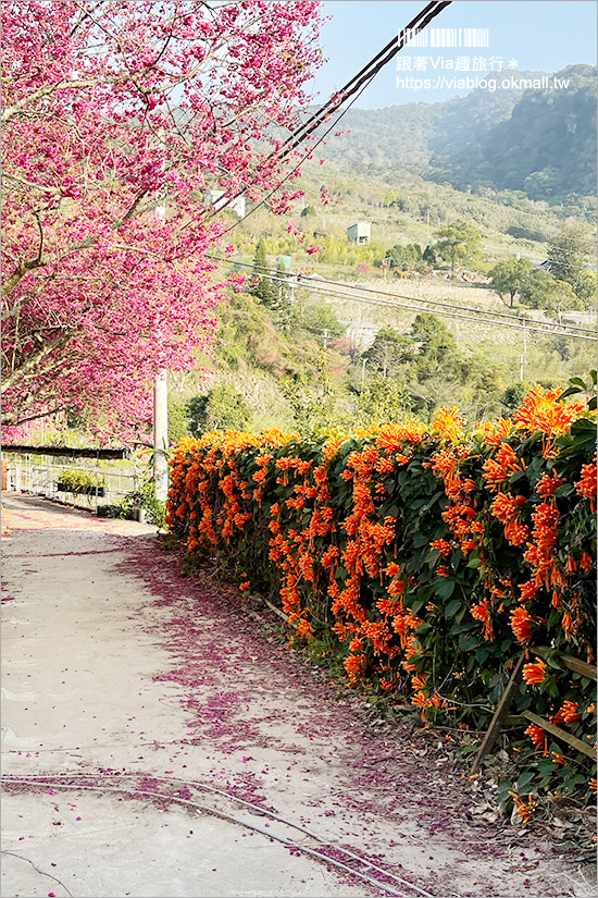 苗栗大湖採草莓》馬那邦山·秀麗農莊～採草莓賞櫻花，私房秘境景點，春季嬉遊趣！