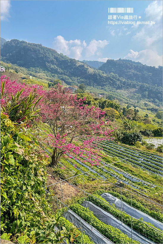 苗栗大湖採草莓》馬那邦山·秀麗農莊～採草莓賞櫻花，私房秘境景點，春季嬉遊趣！