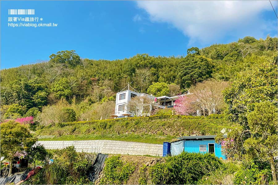 苗栗大湖採草莓》馬那邦山·秀麗農莊～採草莓賞櫻花，私房秘境景點，春季嬉遊趣！