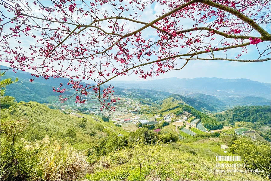 苗栗大湖採草莓》馬那邦山·秀麗農莊～採草莓賞櫻花，私房秘境景點，春季嬉遊趣！