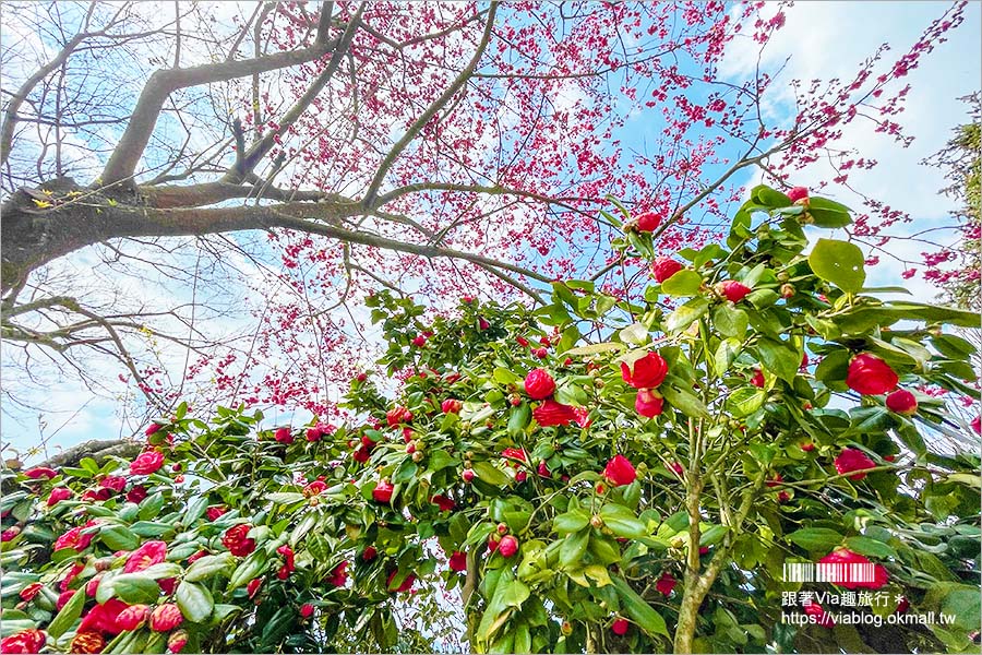 苗栗大湖採草莓》馬那邦山·秀麗農莊～採草莓賞櫻花，私房秘境景點，春季嬉遊趣！