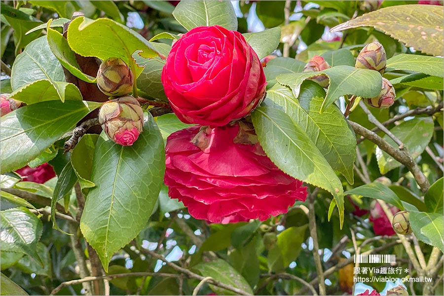 苗栗大湖採草莓》馬那邦山·秀麗農莊～採草莓賞櫻花，私房秘境景點，春季嬉遊趣！