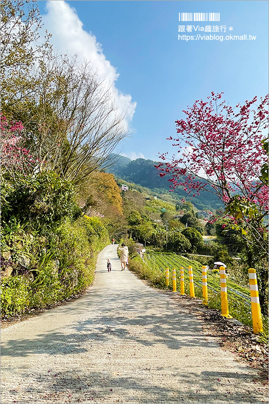 苗栗大湖採草莓》馬那邦山·秀麗農莊～採草莓賞櫻花，私房秘境景點，春季嬉遊趣！