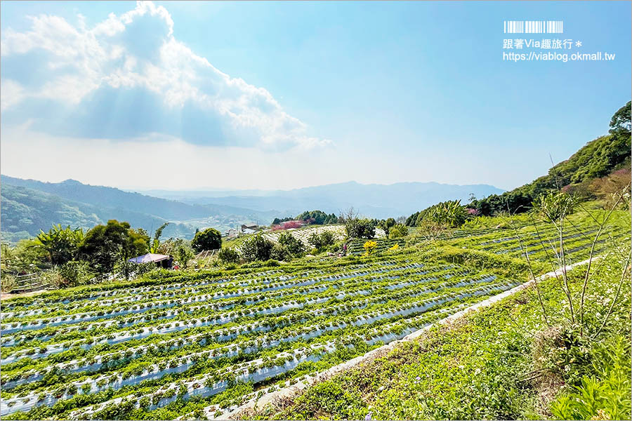 苗栗大湖採草莓》馬那邦山·秀麗農莊～採草莓賞櫻花，私房秘境景點，春季嬉遊趣！